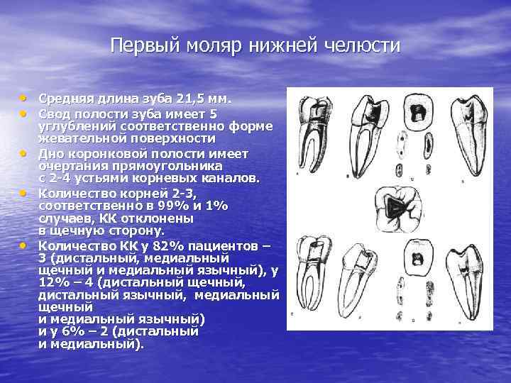 Первый моляр нижней челюсти • Средняя длина зуба 21, 5 мм. • Свод полости
