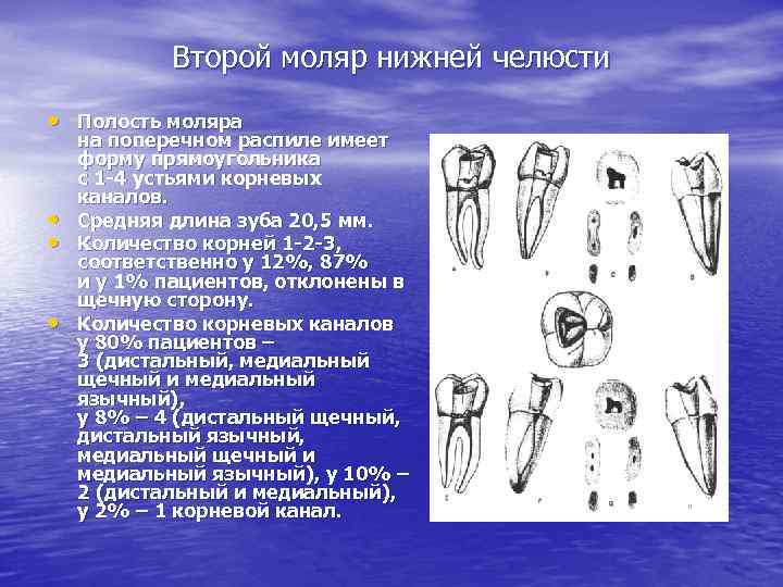 Второй моляр нижней челюсти • Полость моляра • • • на поперечном распиле имеет