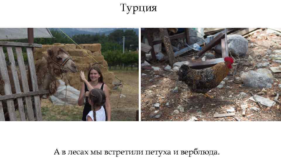 Турция А в лесах мы встретили петуха и верблюда. 