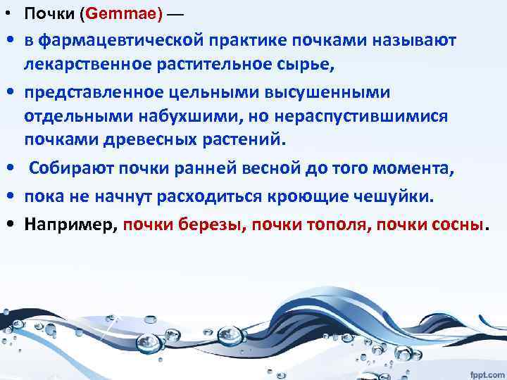  • Почки (Gemmae) — • в фармацевтической практике почками называют лекарственное растительное сырье,