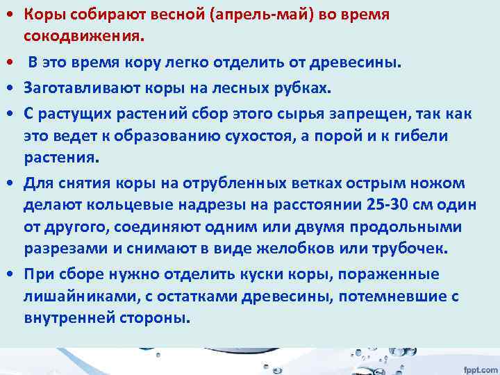  • Коры собирают весной (апрель-май) во время сокодвижения. • В это время кору