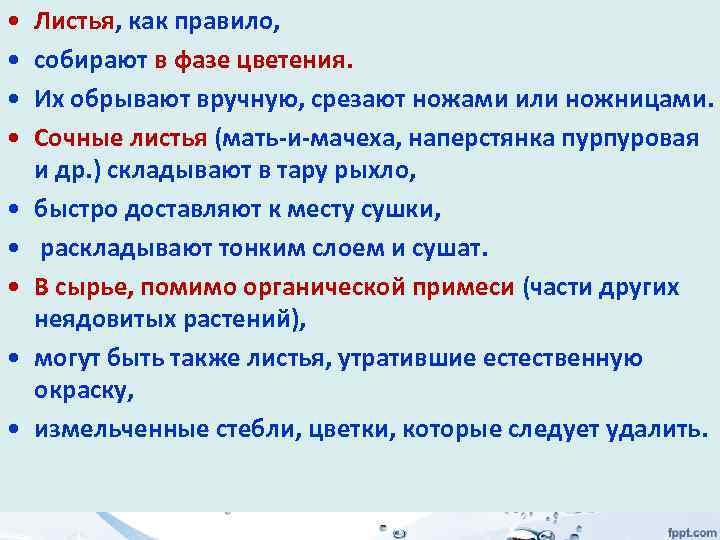  • • • Листья, как правило, собирают в фазе цветения. Их обрывают вручную,
