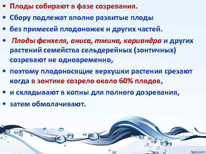  • • Плоды собирают в фазе созревания. Сбору подлежат вполне развитые плоды без