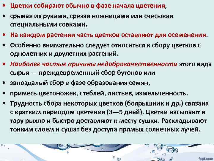  • Цветки собирают обычно в фазе начала цветения, • срывая их руками, срезая