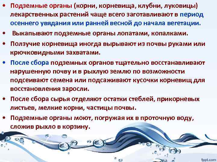  • Подземные органы (корни, корневища, клубни, луковицы) лекарственных растений чаще всего заготавливают в