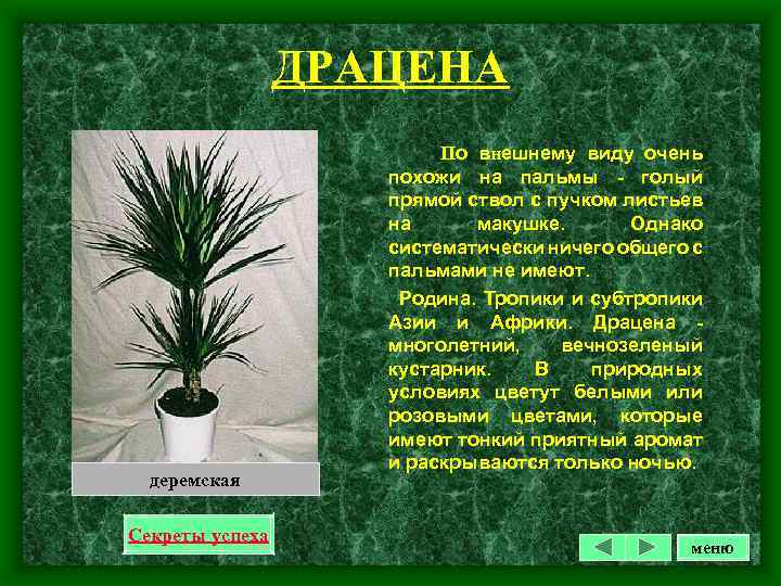ДРАЦЕНА деремская Секреты успеха По внешнему виду очень похожи на пальмы - голый прямой