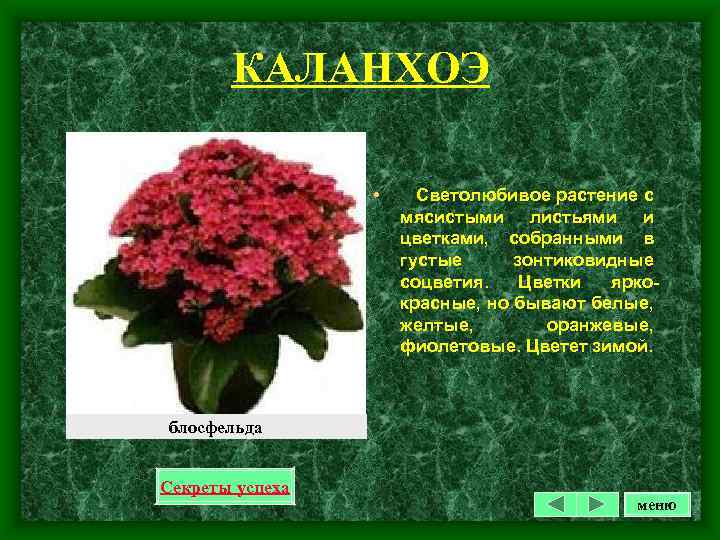 КАЛАНХОЭ • Светолюбивое растение с мясистыми листьями и цветками, собранными в густые зонтиковидные соцветия.