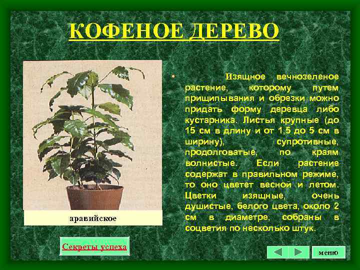 КОФЕНОЕ ДЕРЕВО • аравийское Секреты успеха Изящное вечнозеленое растение, которому путем прищипывания и обрезки
