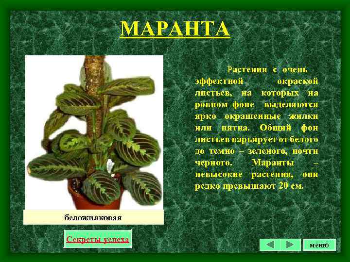 МАРАНТА Растения с очень эффектной окраской листьев, на которых на ровном фоне выделяются ярко