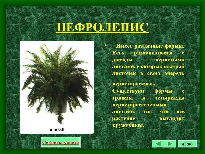 НЕФРОЛЕПИС • Имеет различные формы. Есть разновидности с дважды перистыми листами, у которых каждый
