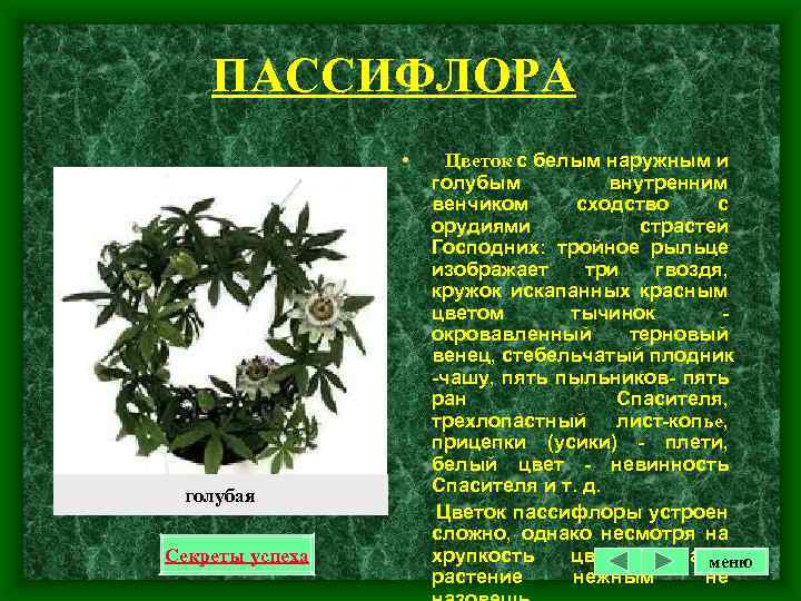 ПАССИФЛОРА • голубая Секреты успеха Цветок с белым наружным и голубым внутренним венчиком сходство