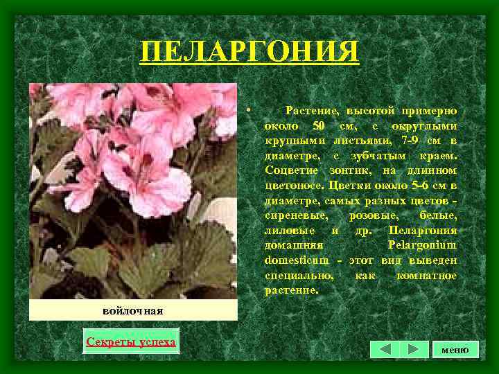 ПЕЛАРГОНИЯ • Растение, высотой примерно около 50 см, с округлыми крупными листьями, 7 -9