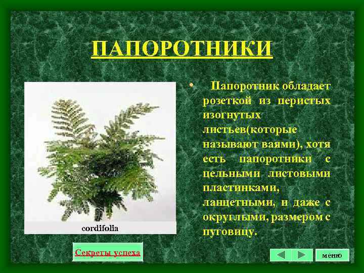 ПАПОРОТНИКИ • cordifolia Секреты успеха Папоротник обладает розеткой из перистых изогнутых листьев(которые называют ваями),