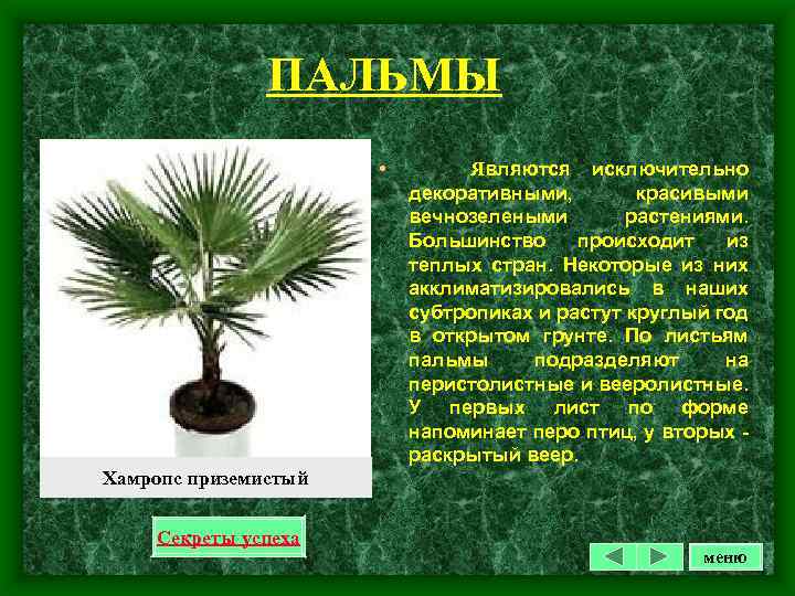 ПАЛЬМЫ • Являются исключительно декоративными, красивыми вечнозелеными растениями. Большинство происходит из теплых стран. Некоторые