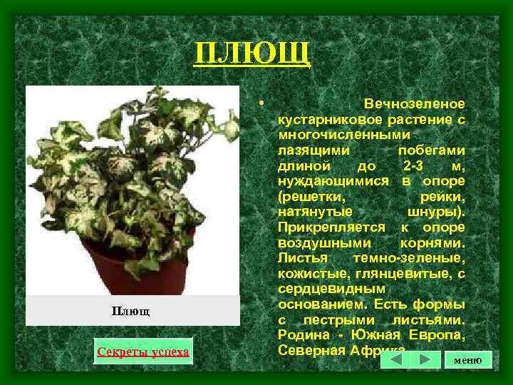 ПЛЮЩ • Плющ Секреты успеха Вечнозеленое кустарниковое растение с многочисленными лазящими побегами длиной до