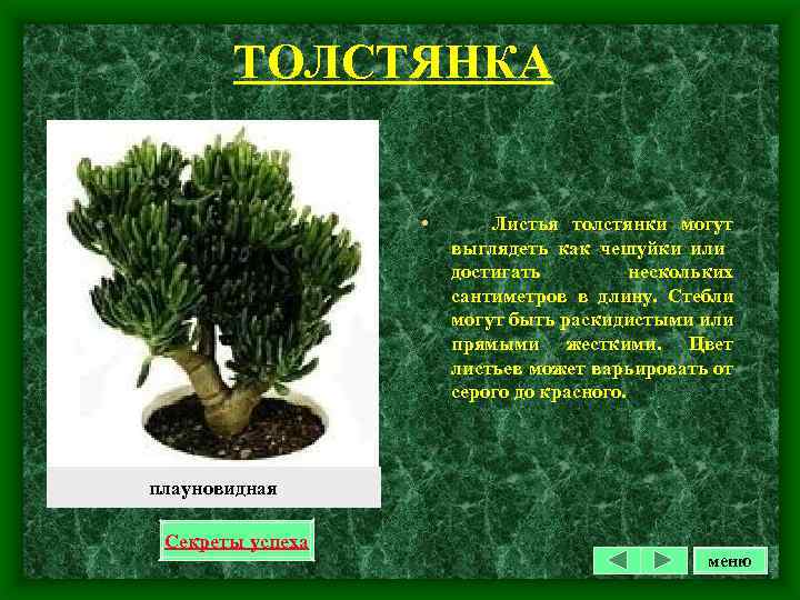ТОЛСТЯНКА • Листья толстянки могут выглядеть как чешуйки или достигать нескольких сантиметров в длину.