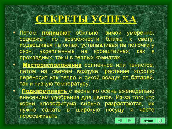 СЕКРЕТЫ УСПЕХА • Летом поливают обильно, зимой умеренно; содержат по возможности ближе к свету,