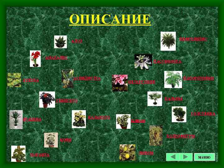 ОПИСАНИЕ НЕФРОЛЕПИС АЛОЭ АМАРАЛИС ПАССИФЛОРА АСПИДИСТРА АУКУБА ПАЛЬМЫ ГИБИСКУС КАЛАНХОЭ ДРАЦЕНА ТОЛСТЯНКА ПЛЮЩ ХОЛРОФИТУМ