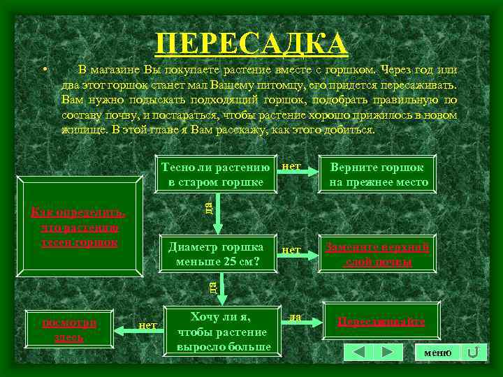 ПЕРЕСАДКА • В магазине Вы покупаете растение вместе с горшком. Через год или два
