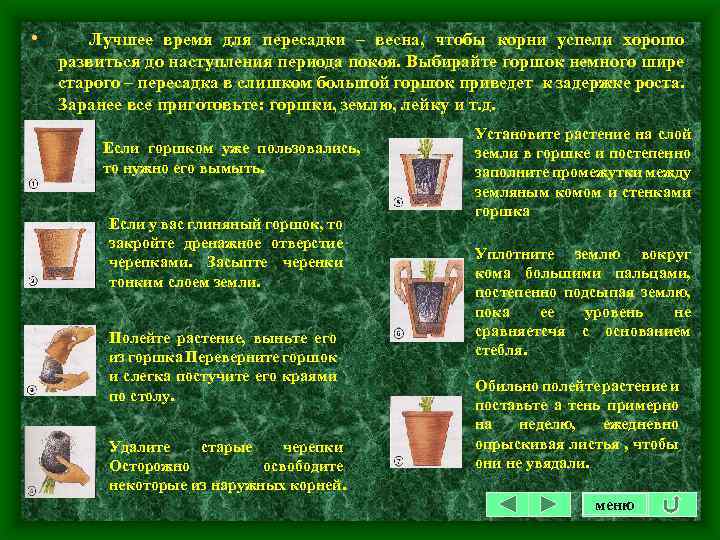  • Лучшее время для пересадки – весна, чтобы корни успели хорошо развиться до