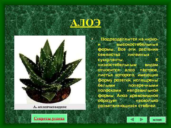 АЛОЭ • А. колпачковидное Секреты успеха Подразделяются на низкои высокостебельные формы. Все эти растения