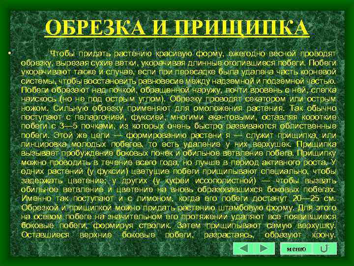 ОБРЕЗКА И ПРИЩИПКА • Чтобы придать растению красивую форму, ежегодно весной проводят обрезку, вырезая