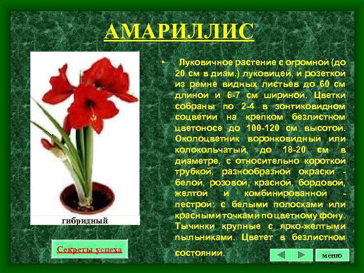 АМАРИЛЛИС • гибридный Секреты успеха Луковичное растение с огромной (до 20 см в диам.