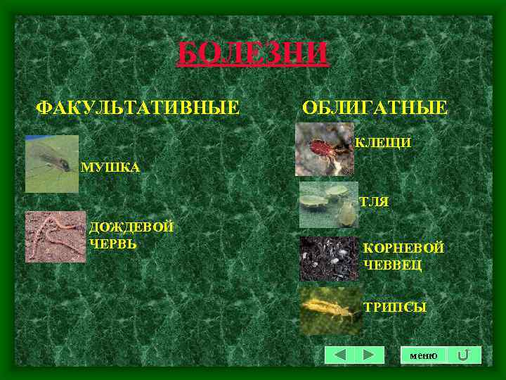 БОЛЕЗНИ ФАКУЛЬТАТИВНЫЕ ОБЛИГАТНЫЕ КЛЕЩИ МУШКА ТЛЯ ДОЖДЕВОЙ ЧЕРВЬ КОРНЕВОЙ ЧЕВВЕЦ ТРИПСЫ меню 