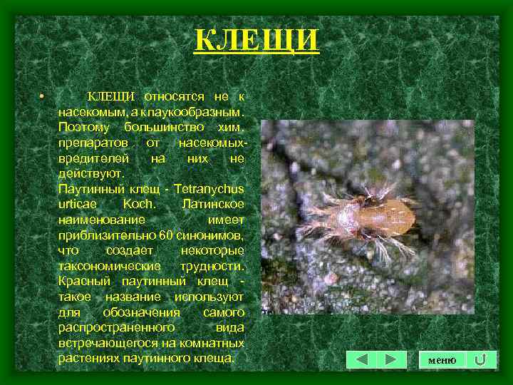 КЛЕЩИ • КЛЕЩИ относятся не к насекомым, а к паукообразным. Поэтому большинство хим. препаратов