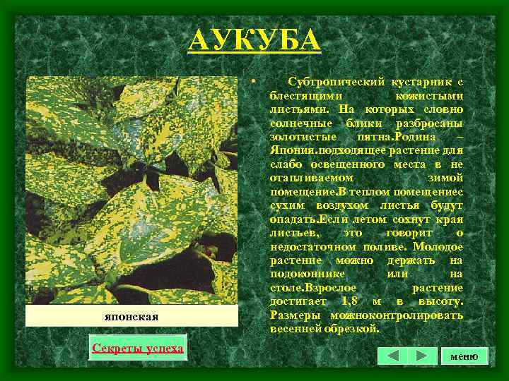 АУКУБА • японская Секреты успеха Субтропический кустарник с блестящими кожистыми листьями. На которых словно