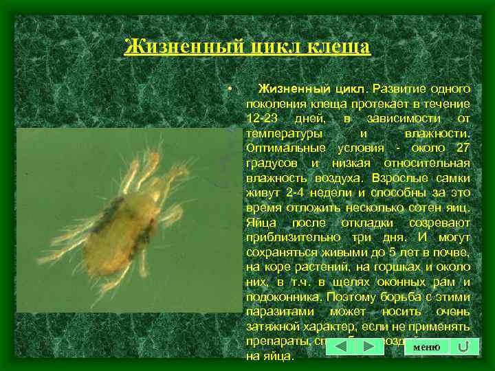 Жизненный цикл клеща • Жизненный цикл. Развитие одного поколения клеща протекает в течение 12