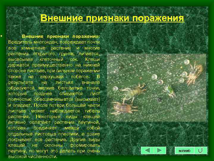 Внешние признаки поражения • Внешние признаки поражения: Вредитель многояден, повреждает почти все комнатные растения