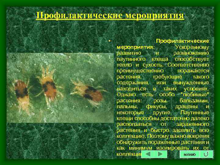 Профилактические мероприятия • Профилактические мероприятия: Ускоренному развитию и размножению паутинного клеща способствует тепло и