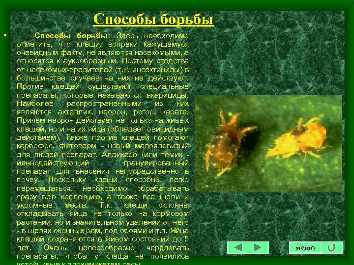 Способы борьбы • Способы борьбы: Здесь необходимо отметить, что клещи, вопреки кажущемуся очевидным факту,