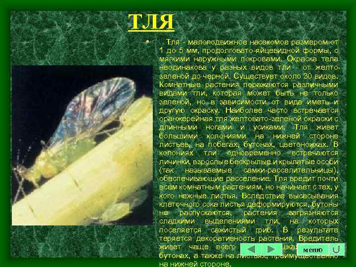 ТЛЯ • Тля - малоподвижное насекомое размером от 1 до 5 мм, продолговато-яйцевидной формы,
