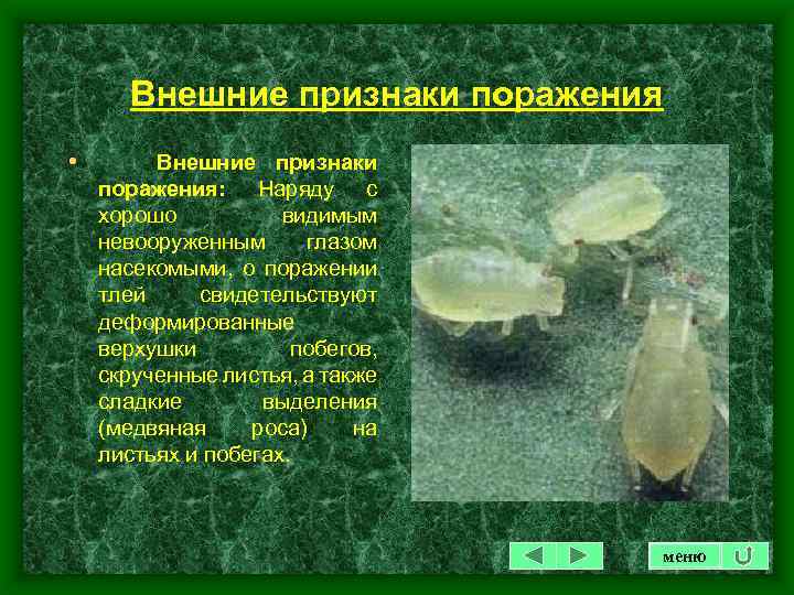 Внешние признаки поражения • Внешние признаки поражения: Наряду с хорошо видимым невооруженным глазом насекомыми,