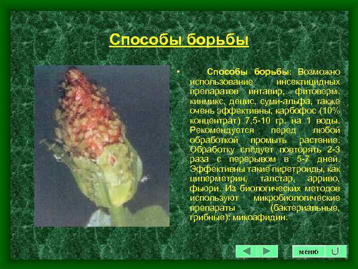 Способы борьбы • Способы борьбы: Возможно использование инсектицидных препаратов интавир, фитоверм. кинмикс, децис, суми-альфа,