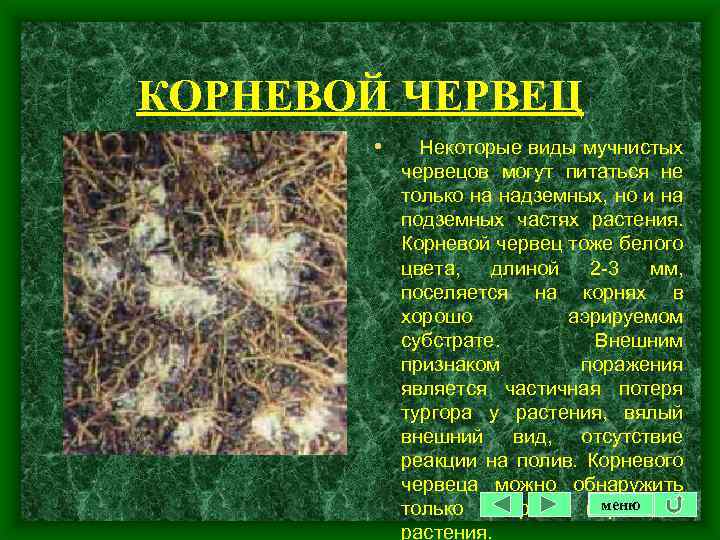 КОРНЕВОЙ ЧЕРВЕЦ • Некоторые виды мучнистых червецов могут питаться не только на надземных, но