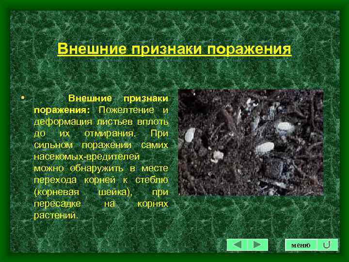 Внешние признаки поражения • Внешние признаки поражения: Пожелтение и деформация листьев вплоть до их