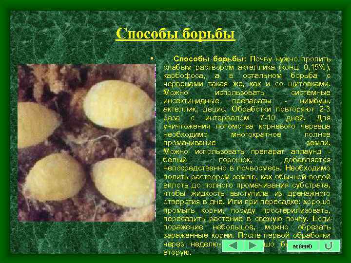 Способы борьбы • Способы борьбы: Почву нужно пролить слабым раствором актеллика (конц. 0, 15%),