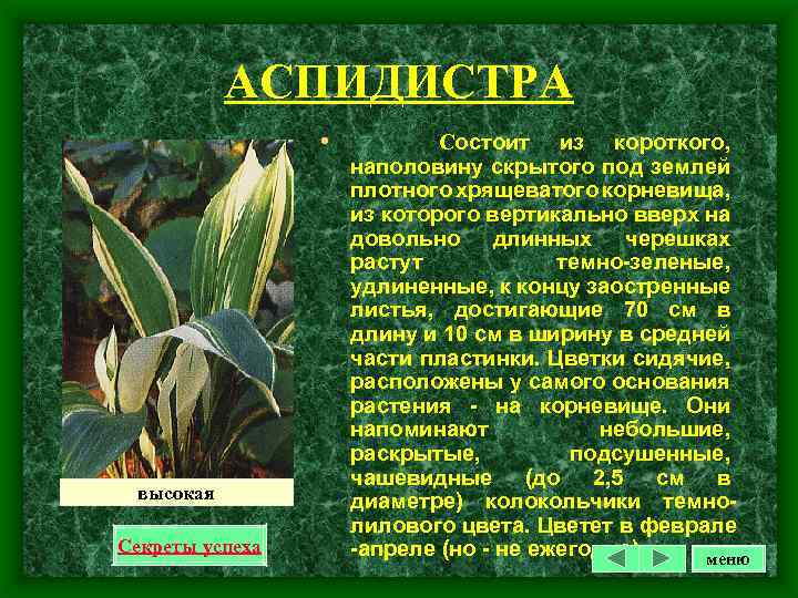 АСПИДИСТРА • высокая Секреты успеха Состоит из короткого, наполовину скрытого под землей плотного хрящеватого