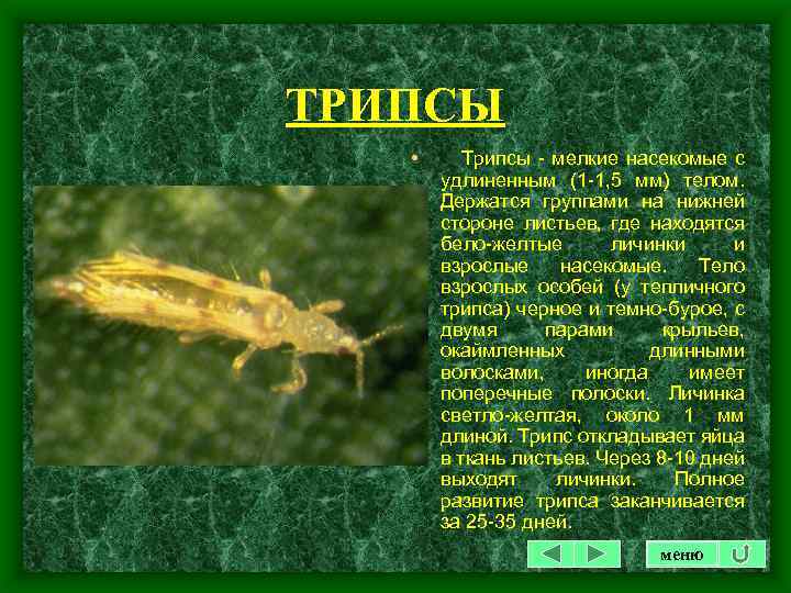 ТРИПСЫ • Трипcы - мелкие насекомые с удлиненным (1 -1, 5 мм) телом. Держатся