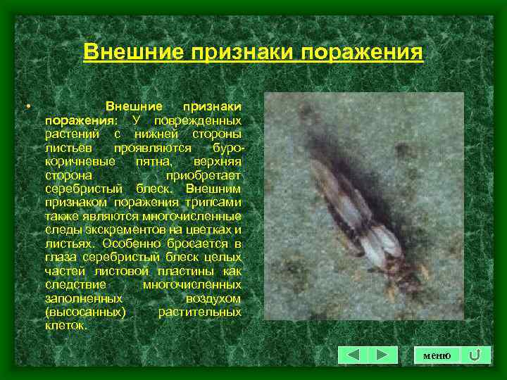 Внешние признаки поражения • Внешние признаки поражения: У поврежденных растений с нижней стороны листьев