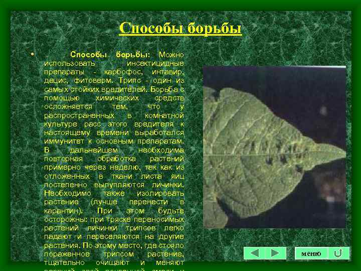 Способы борьбы • Способы борьбы: Можно использовать инсектицидные препараты - карбофос, интавир, децис, фитоверм.