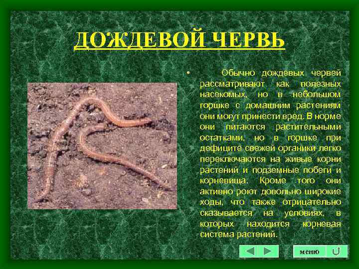 ДОЖДЕВОЙ ЧЕРВЬ • Обычно дождевых червей рассматривают как полезных насекомых, но в небольшом горшке