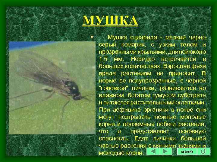 МУШКА • Мушка сциарида - мелкий черносерый комарик, с узким телом и прозрачными крыльями,