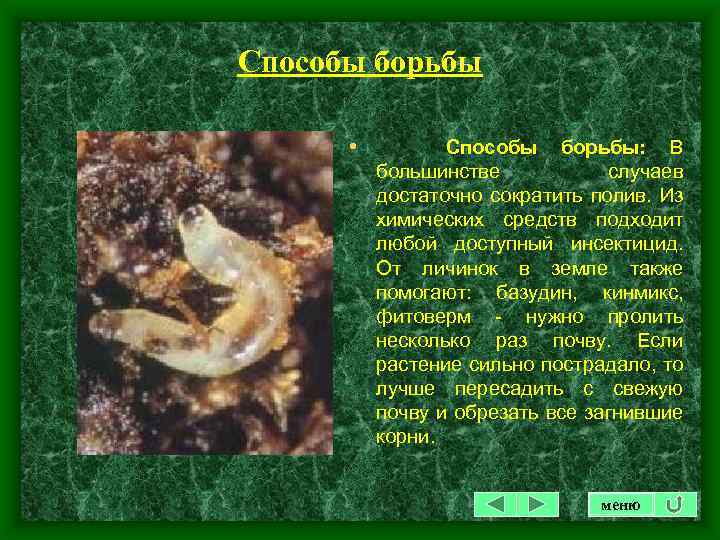 Способы борьбы • Способы борьбы: В большинстве случаев достаточно сократить полив. Из химических средств