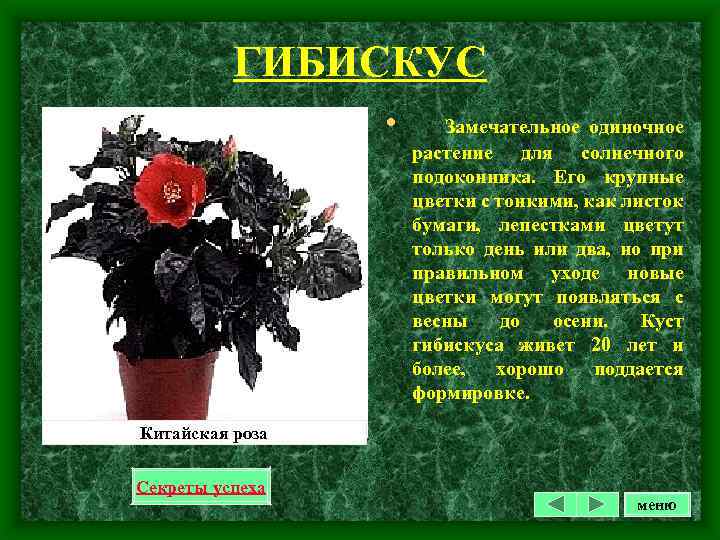 ГИБИСКУС • Замечательное одиночное растение для солнечного подоконника. Его крупные цветки с тонкими, как