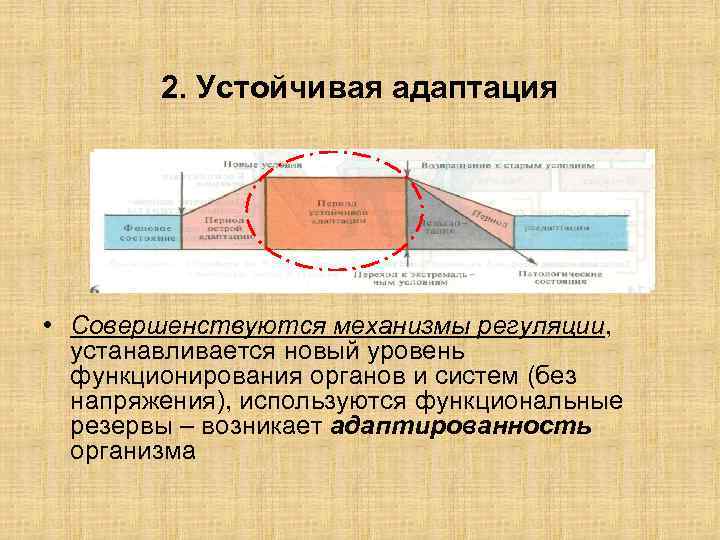 Адаптация к физическим нагрузкам презентация