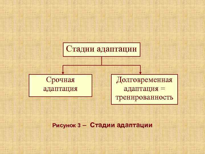 Стадии адаптации Срочная адаптация Рисунок 3 – Долговременная адаптация = тренированность Стадии адаптации 